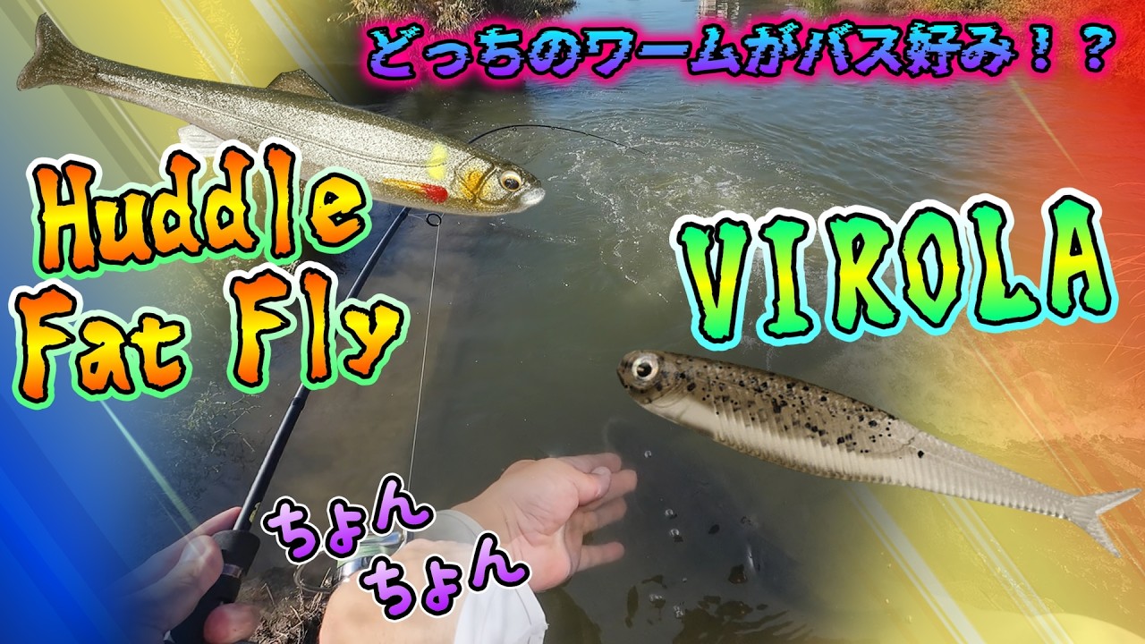 【バス釣り】IMAKATSUのハドルフィットフライとDSTYLEのヴィローラ、どっちのワームがバス好み？友達にスピニングバトルを挑んでみた！【Black　Bass】【柳川クリーク】