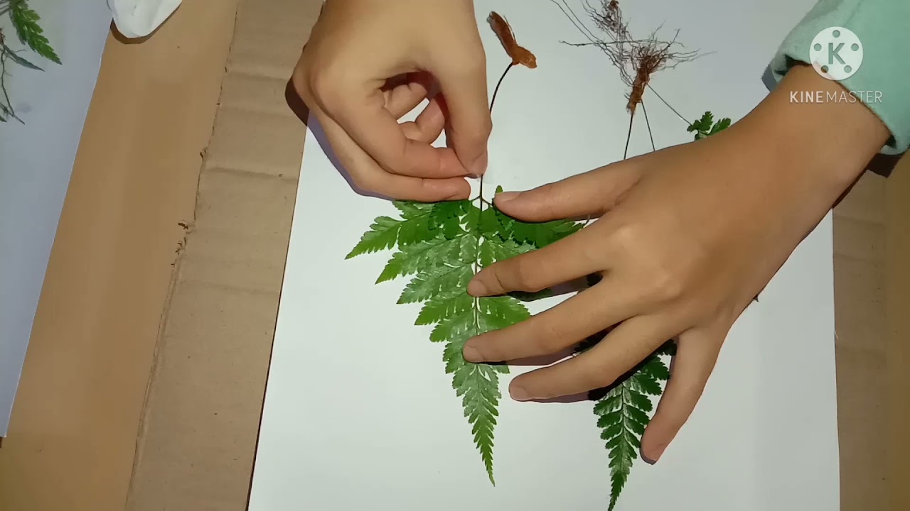 Tutorial Pembuatan Herbarium  Kering | Tugas Mata Kuliah Tumbuhan Rendah