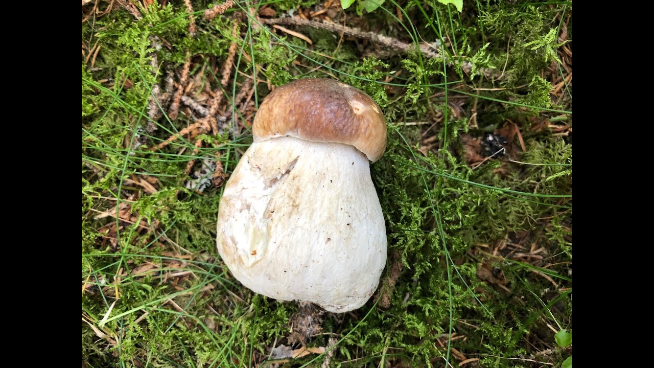 🍄PilzGl&uuml;ck 14. August 2022