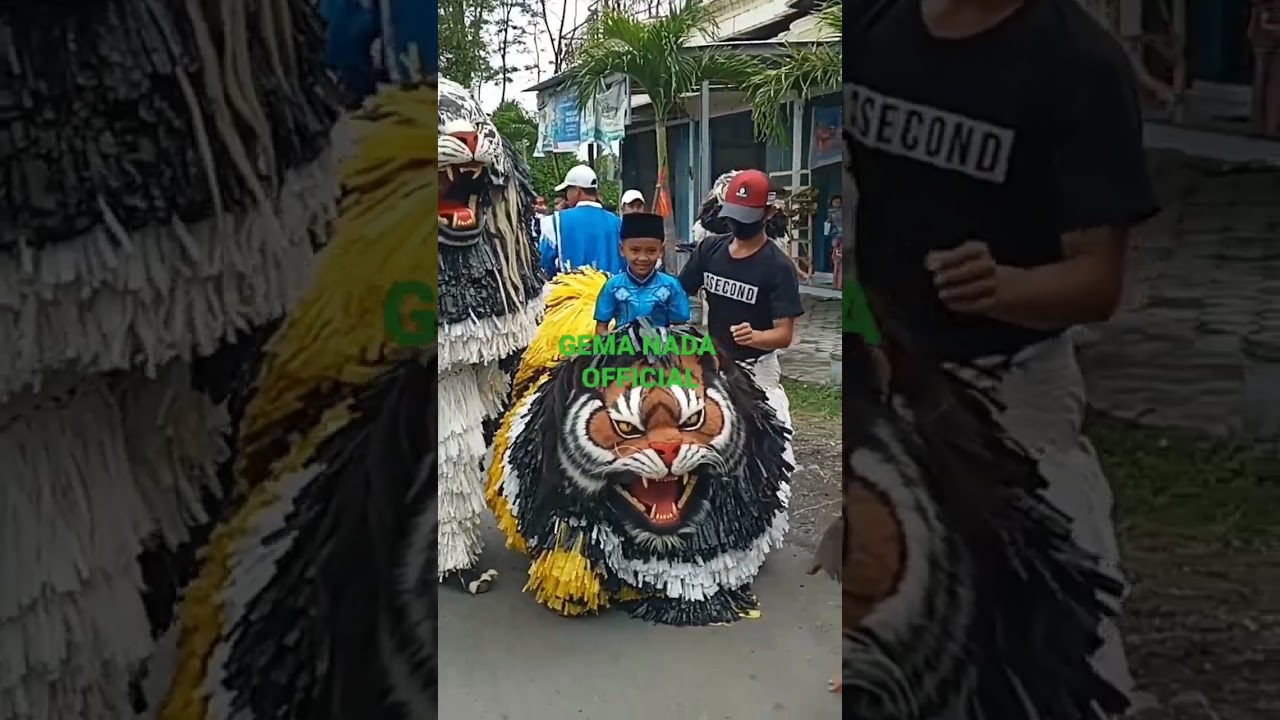 singo rimba vs singo maggala