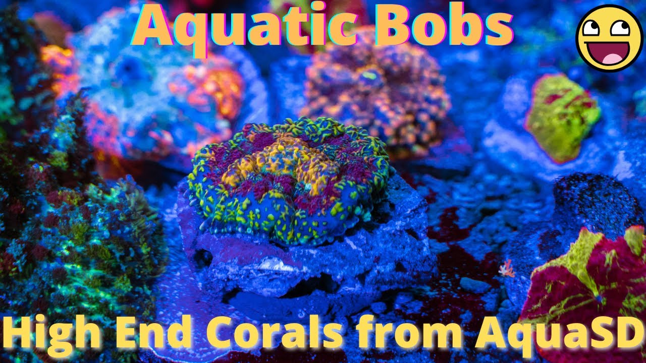 New High-end Corals from Aqua SD and Eclectus Mushroom update