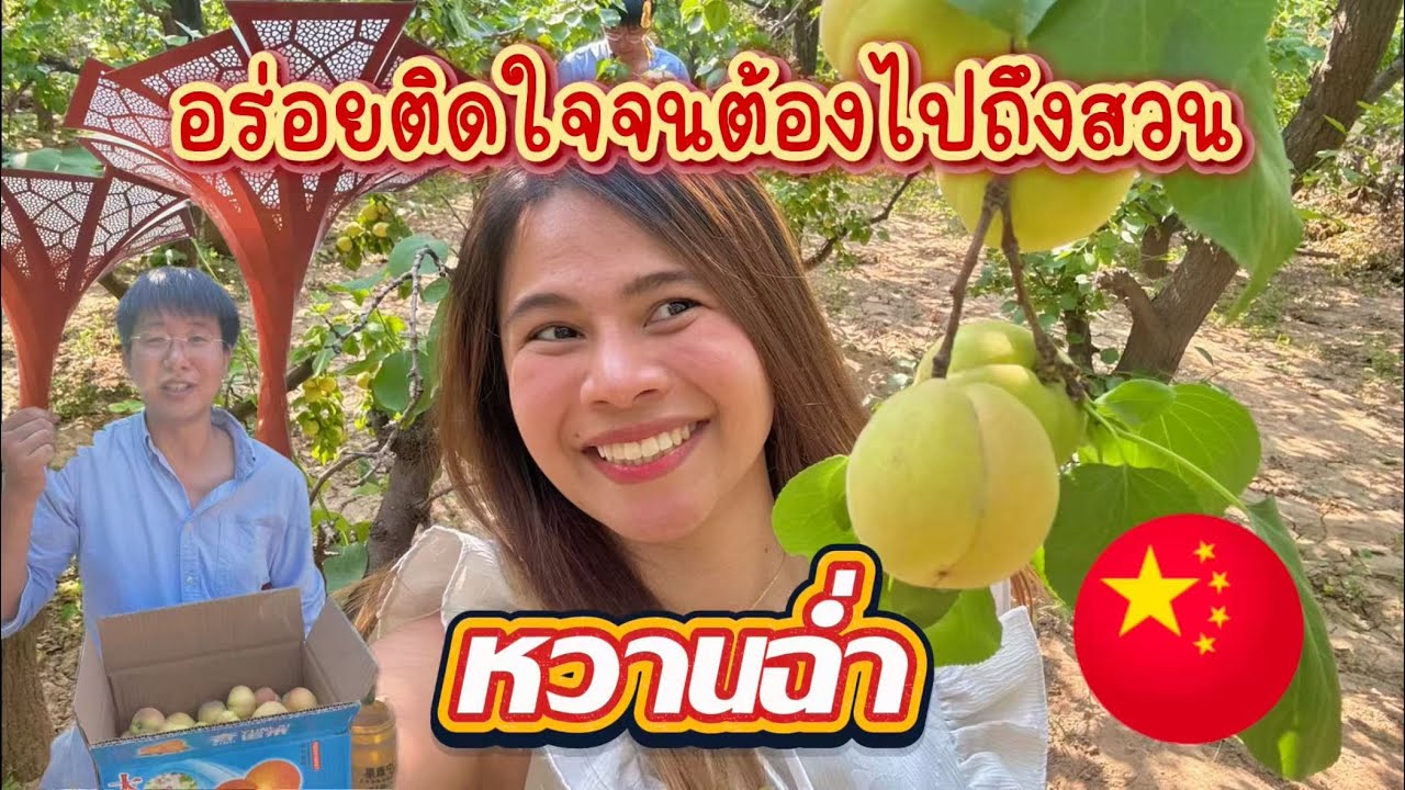 ชีวิตในจีน EP.6 l เก็บแอปริคอตในสวน แวะจุดชมวิวดูพระอาทิตย์ตก