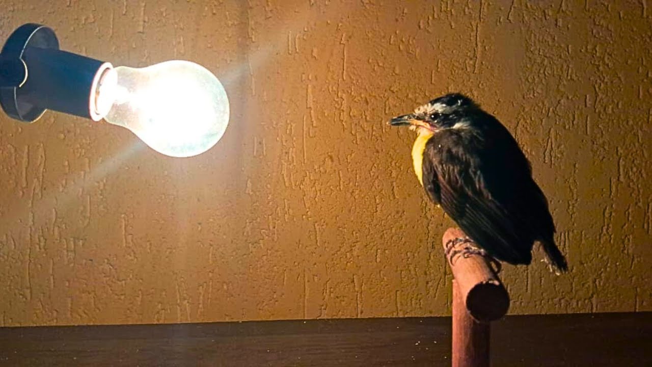 Jurandi Bem-te-vi - Achei FILHOTE DE BEM-TE-VI TREMENDO DE FRIO e peguei para cuidar