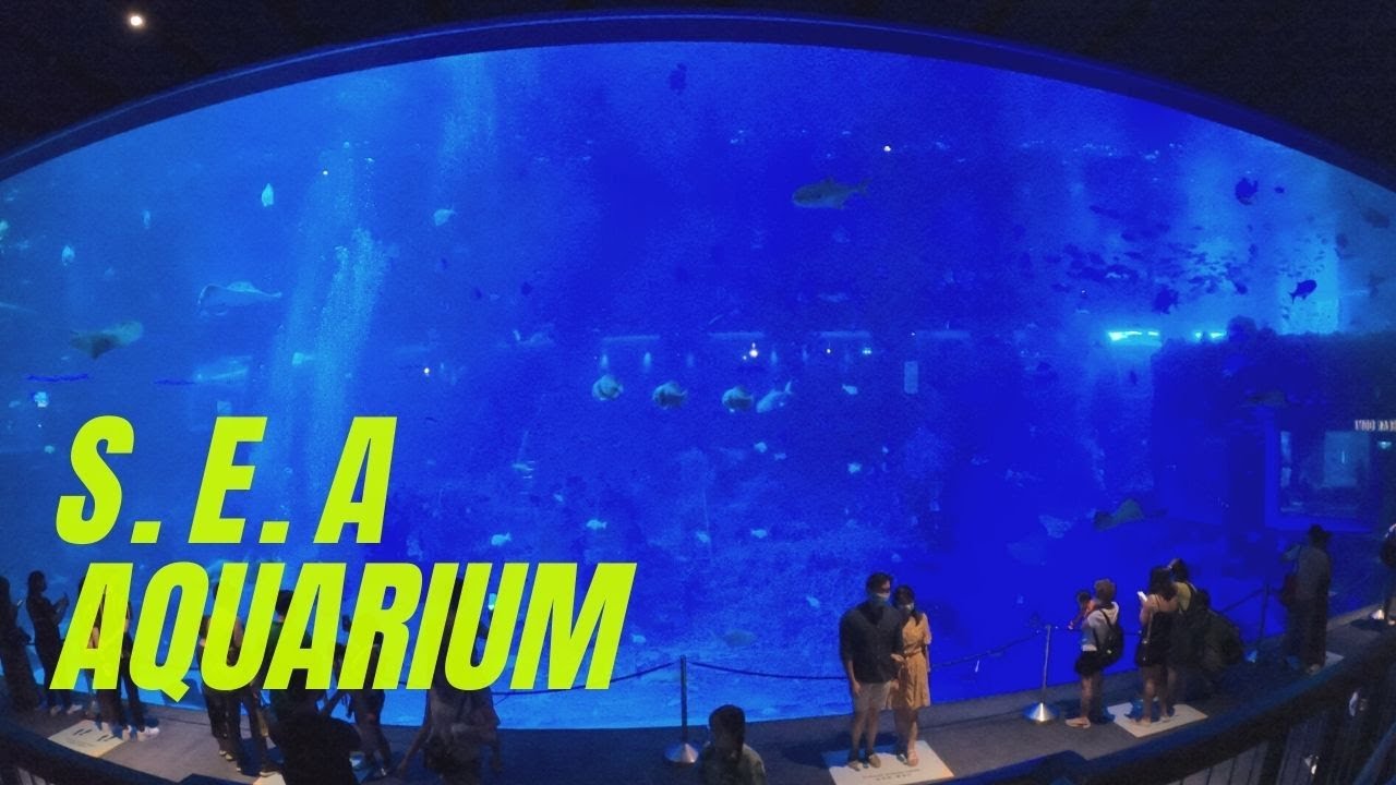 Mejelajahi Akuarium Terbesar Kedua di Dunia