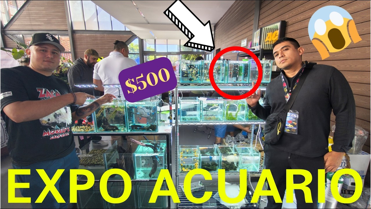 Los PECES y ANIMALES más EXÓTICOS de Expo Acuario Celaya 2026 (Chars Fishers)