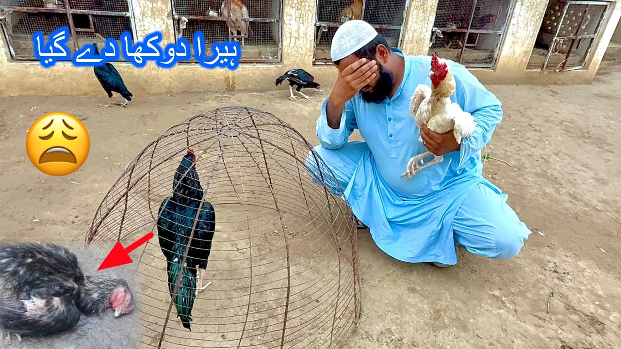 Heera Nen Mushky Kesath 😩 Mini Zoo 💔