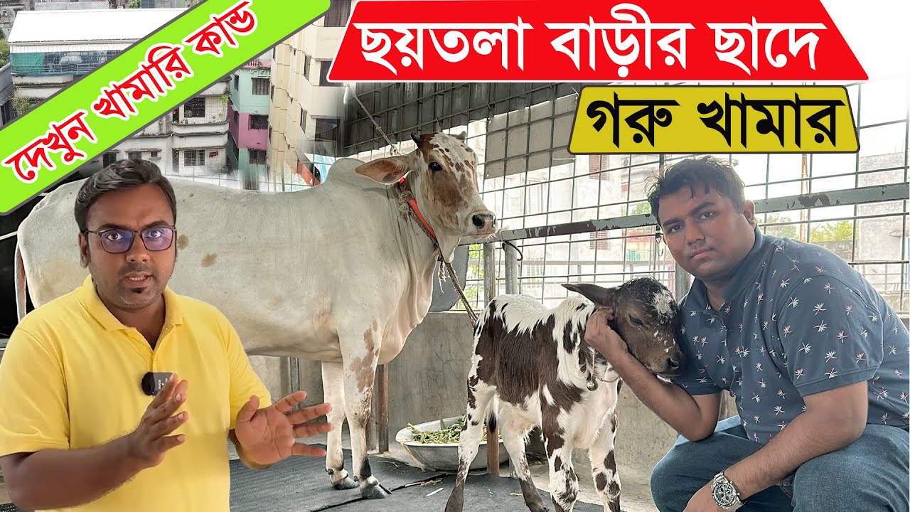 ৬ তলা বাড়ির ছাদে ৫ বছরে প্রায় ১৫০ গরু মোটাতাজা করে সফল এই গরুর খামার মালিক। গরু পাগলের পাগলামি !!