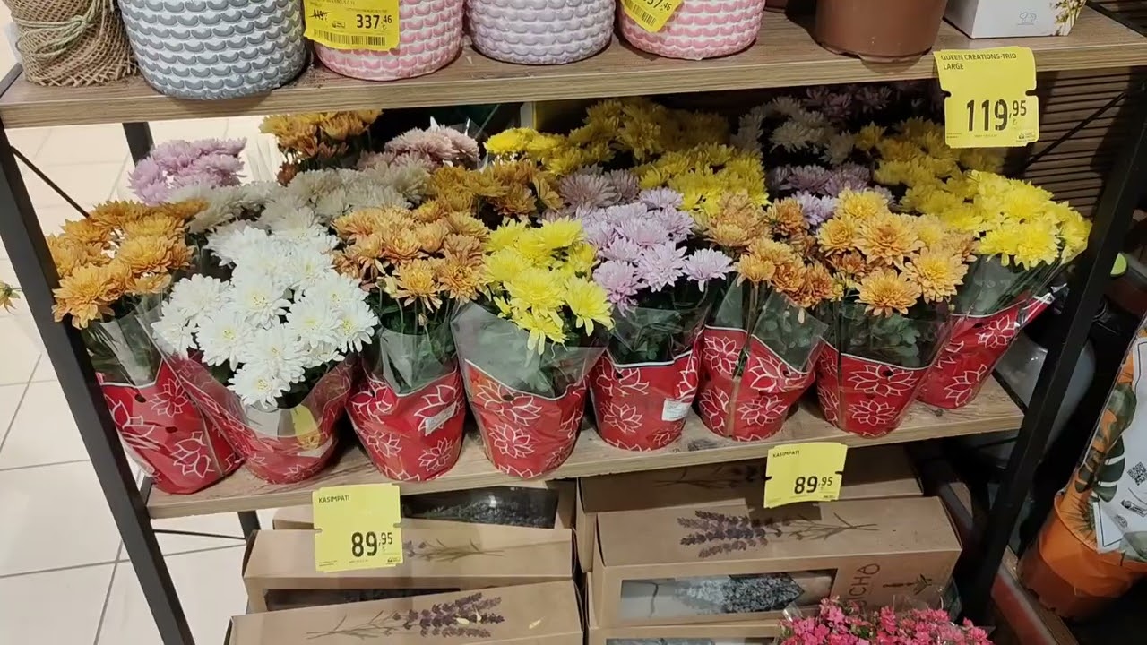 Migros anlık yeni gelen çiçekler !  24 Ekim Cuma 2025,  fiyatları üzerinde...