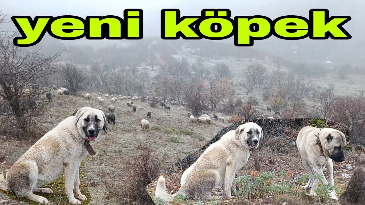 YENİ KÖPEGİN İLK GÜNÜ BELKİ BİR EFSANE OLACAK 