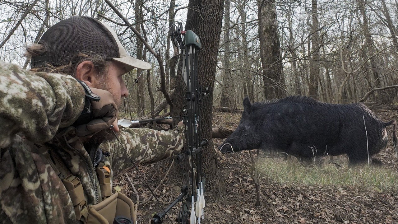Stalking Wild Hogs w/a BOW and ARROW, Perfect Shot!