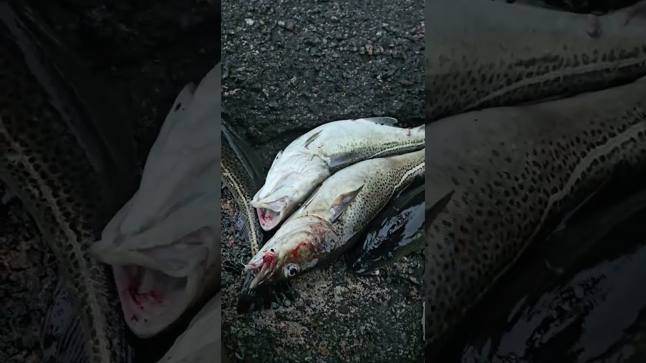 Cod Fishing 