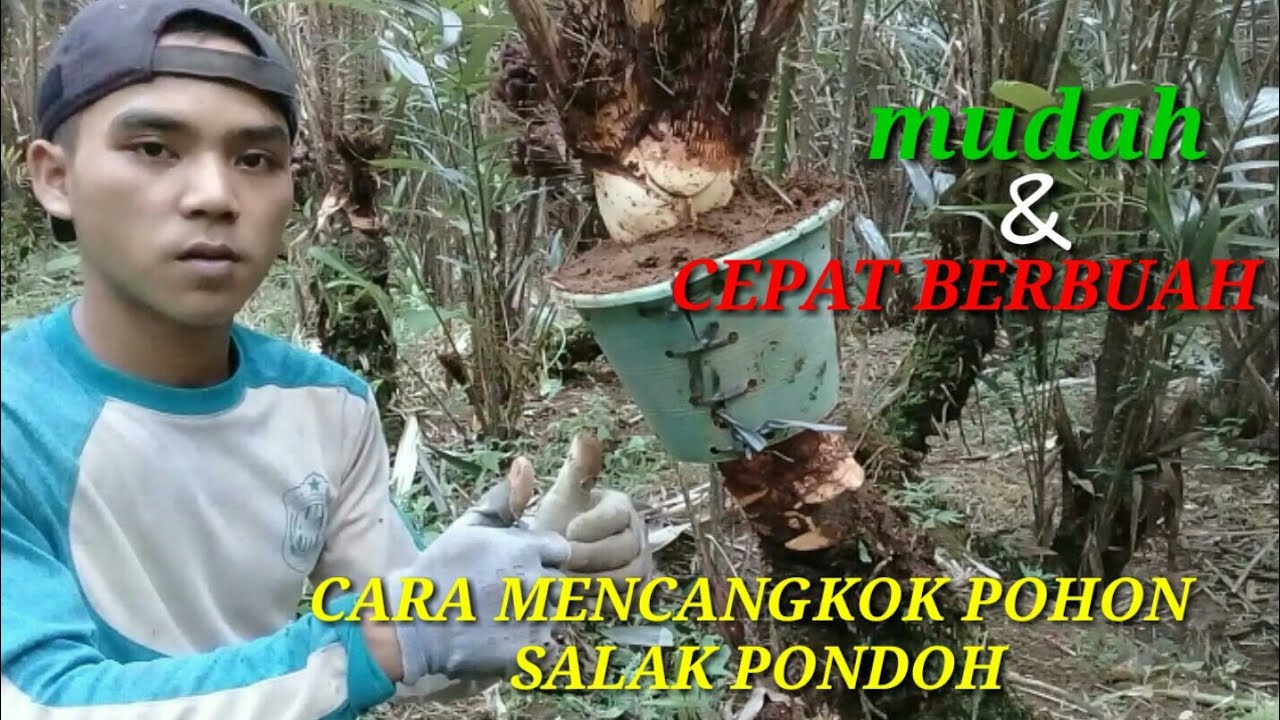 Cara mencangkok pohon salak pondoh dari indukan