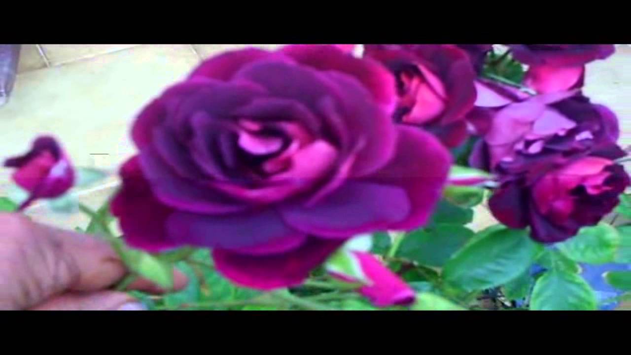 Burgundy Iceberg Rose ,  