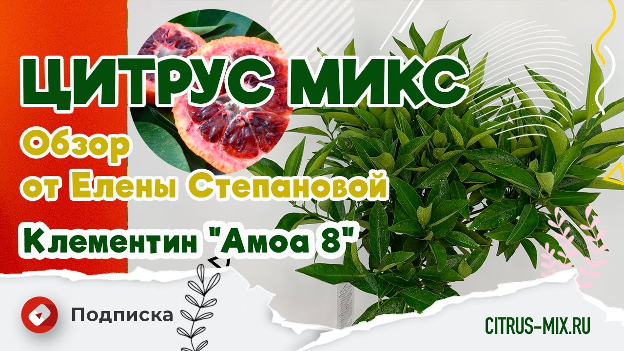 Обзор Клементина 