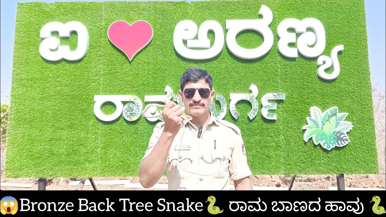 😱😱🐍Bronze Back Tree Snake🐍ರಾಮ ಬಾಣದ ಹಾವು 🐍😱😱