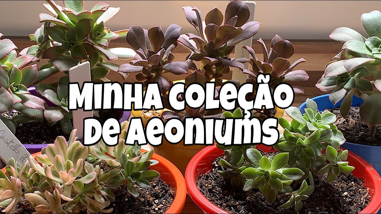 Suculenta Aeonium - Minha Pequena Coleção