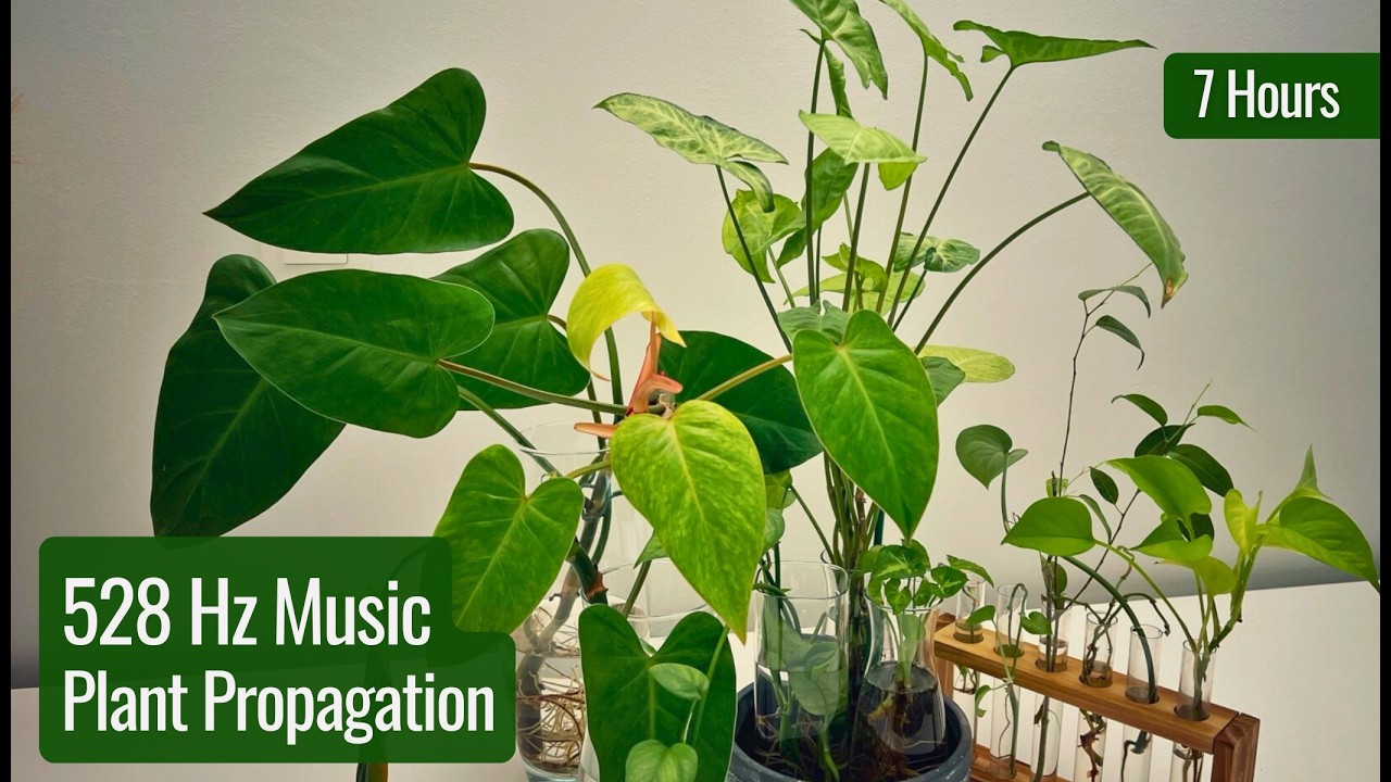528 Hz Music for Plant Propagation 🌱 Stimulate Root Growth, Healing & Cellular Repair