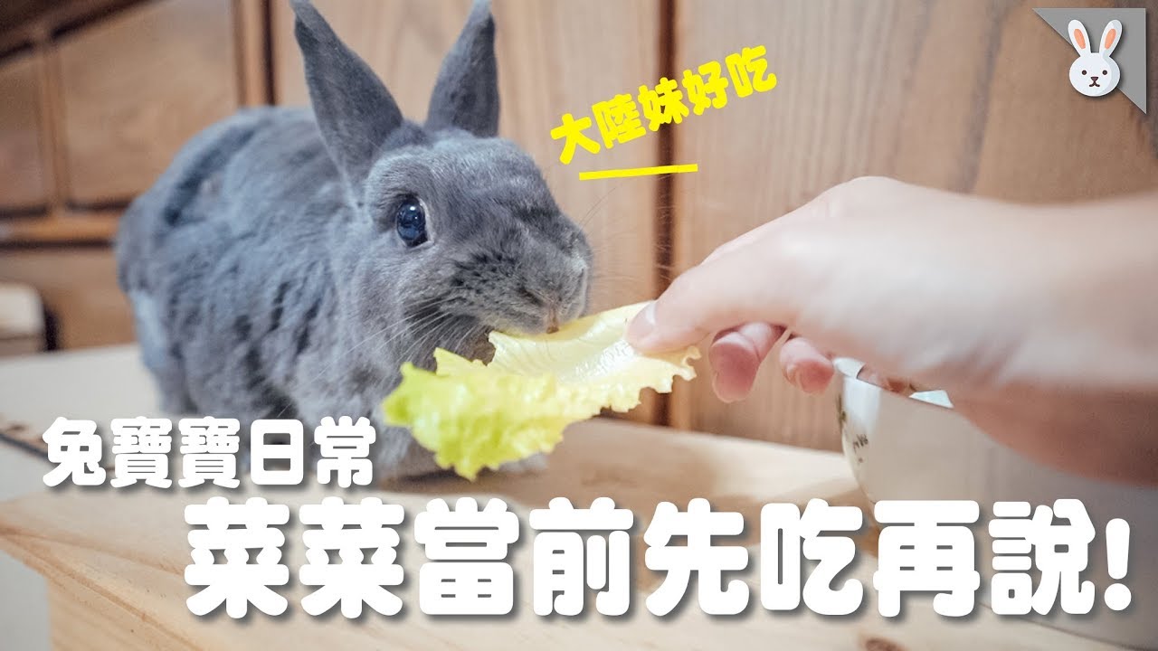 【侑敏yomin】餵兔寶寶吃大陸妹！咖ㄘ咖ㄘ聲太療癒吧！／兔寶寶餵食秀EP1