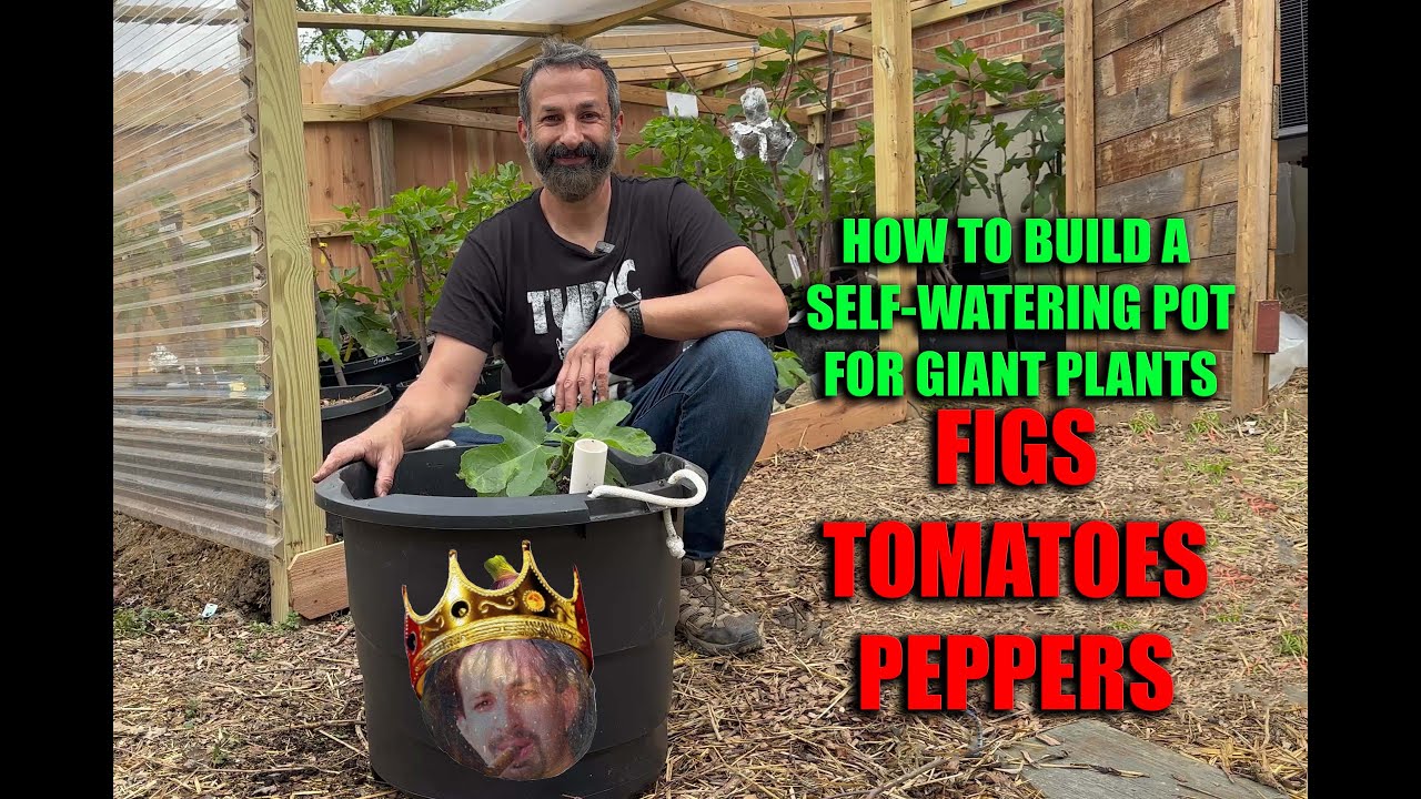 Make Self-Watering Pots for FIGS, TOMATOES, PEPPERS, or ANYTHING