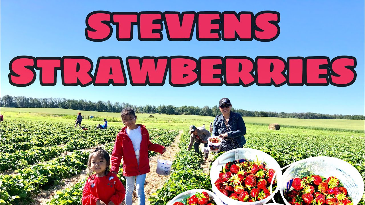 The Great Strawberry Heist of Wetaskiwin
