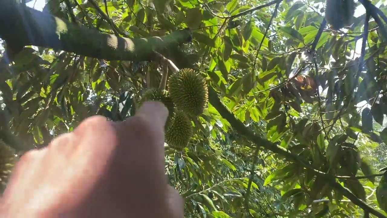 Sầu riêng trái 32 ngày thì đi dinh dưỡng như nào ? Giúp trái lớn nhanh, đẹp nở hộc
