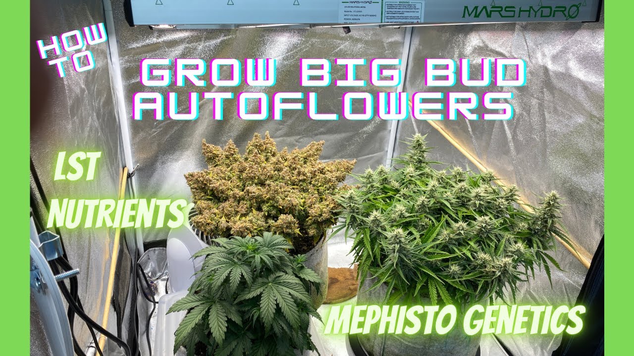 Grow Big Bud Autoflowers, Mephisto Freebie & Toofless Alien Lst & Nutrients with Mars Hydro FC-E3000