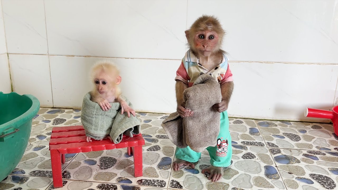 Monkey SinSin and baby monkey ZiZi lined up to wait for Dad to take a cool bath and cool off