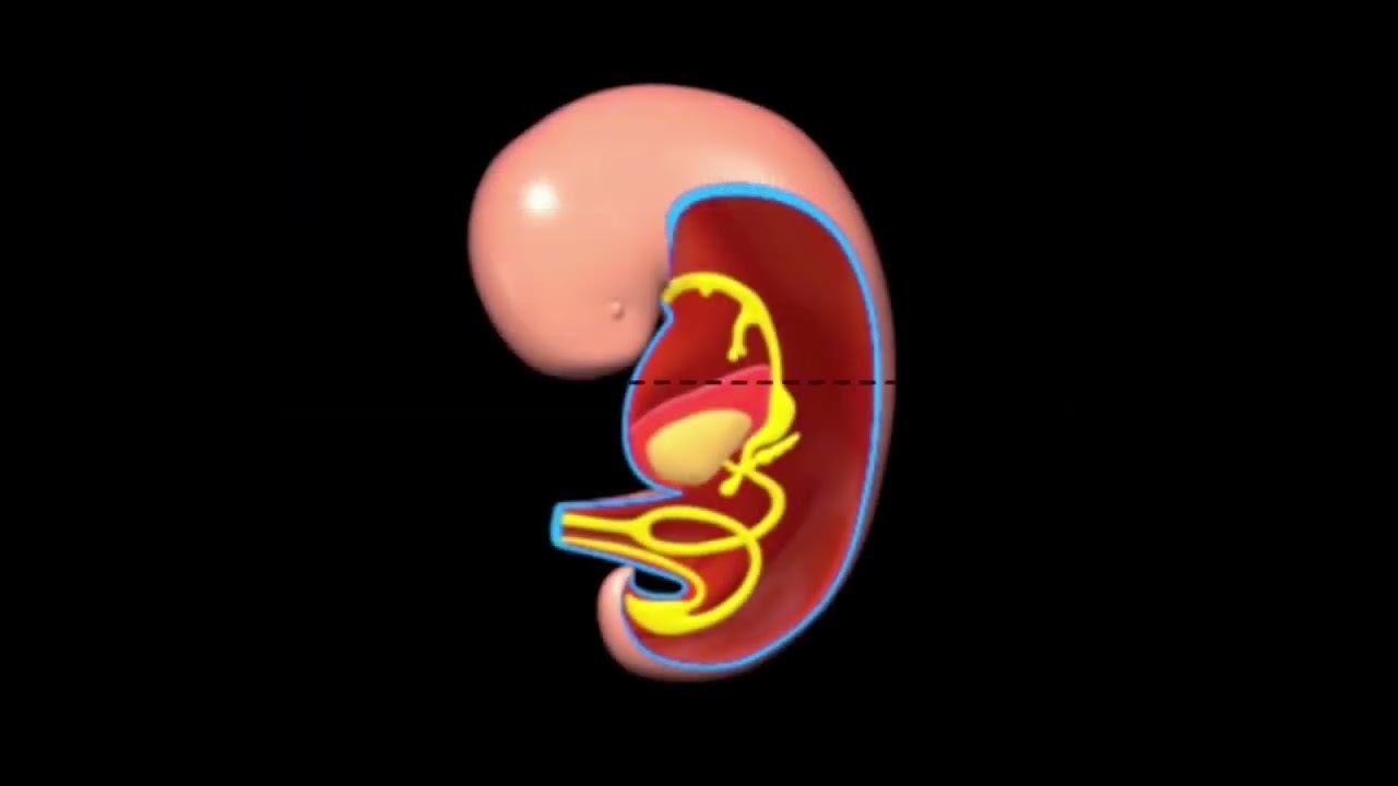 Embryology, GI tract