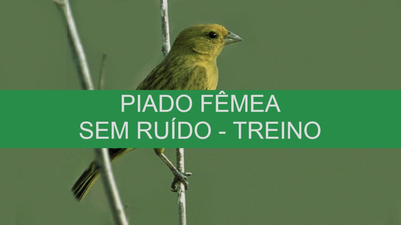 CANÁRIO CHAMADO FÊMEA - TREINO - SEM RUÍDO
