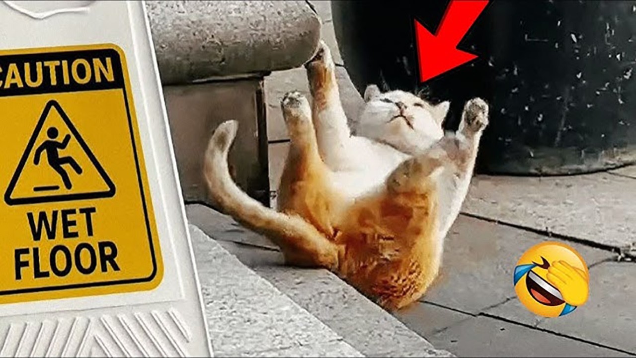 Funny Pet That Will Brighten Your Day #68