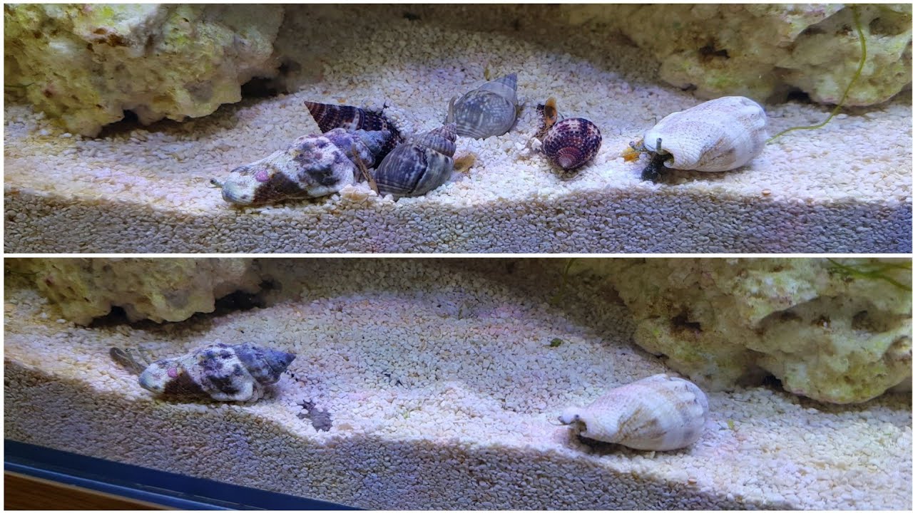 Adding Nassarius and Fighting Conch Snails for my sand bed.