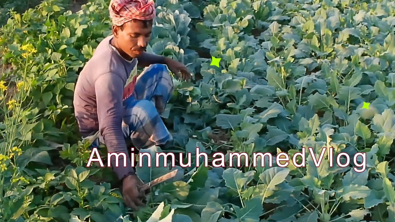 শীতে গ্রামীন চাষীদের দারুণ সবজি খেত || In Winter, rural farmers have wonderful Vegetable fields