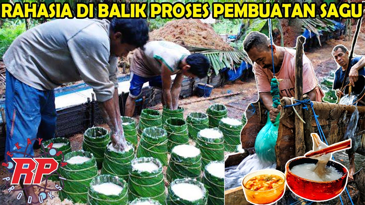 TRANSFORMASI DARI BATANG POHON JADI BAHAN POKOK | TEKNIK TRADISIONAL DAN MODERN PEMBUATAN SAGU