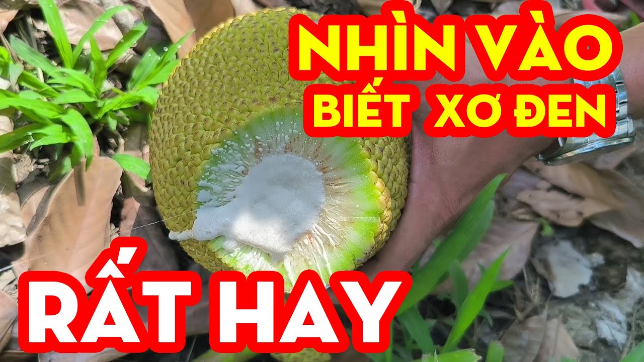 CÁCH NHẬN BIẾT Mít ruột đỏ BỊ XƠ ĐEN - HƯỚNG DẪN CHĂM SÓC MÍT RUỘT ĐỎ