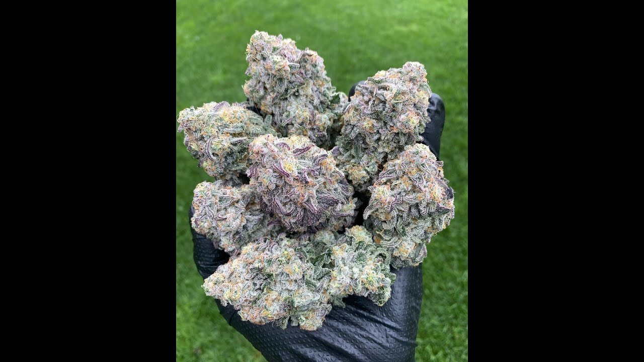 Black Ice Bred Strain