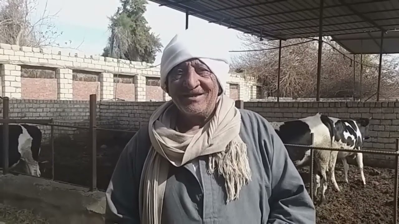 خبرات كبار المربين : اللي عاوز يتعلم تربيه الابقار و الجاموس يسمع عم نبيل تاني