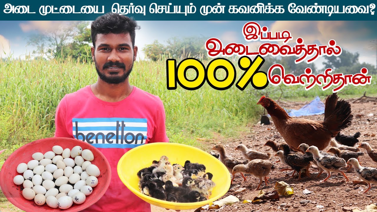 முட்டைகளை அடை வைப்பதற்கு முன் கவனிக்கவேண்டியவை | இப்படி அடை வைத்தால் 100% வெற்றிதான்
