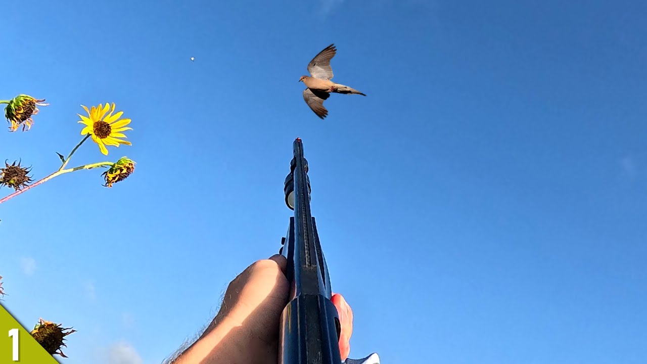 OPENING DAY Solo Dove Hunt in FOG | Hunting Out of a SUNFLOWER Blind