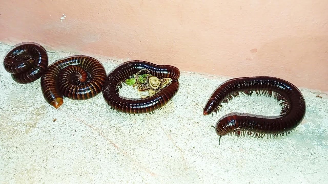 Millipede family