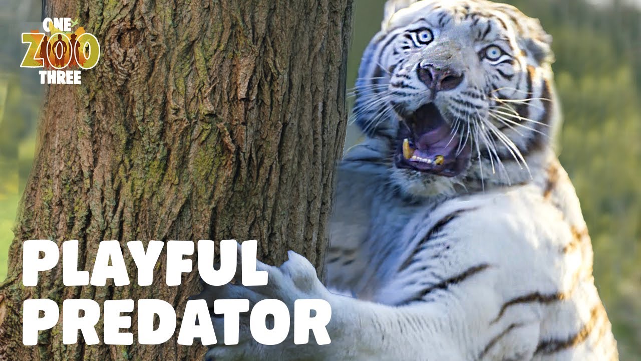 White Tiger Practices His Hunting Skills! 🐯👣 