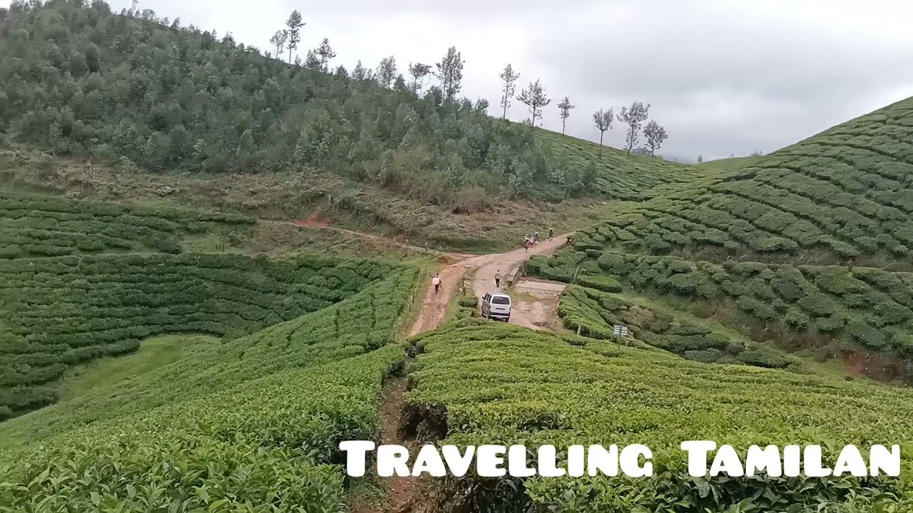Munnar Private tea Estate