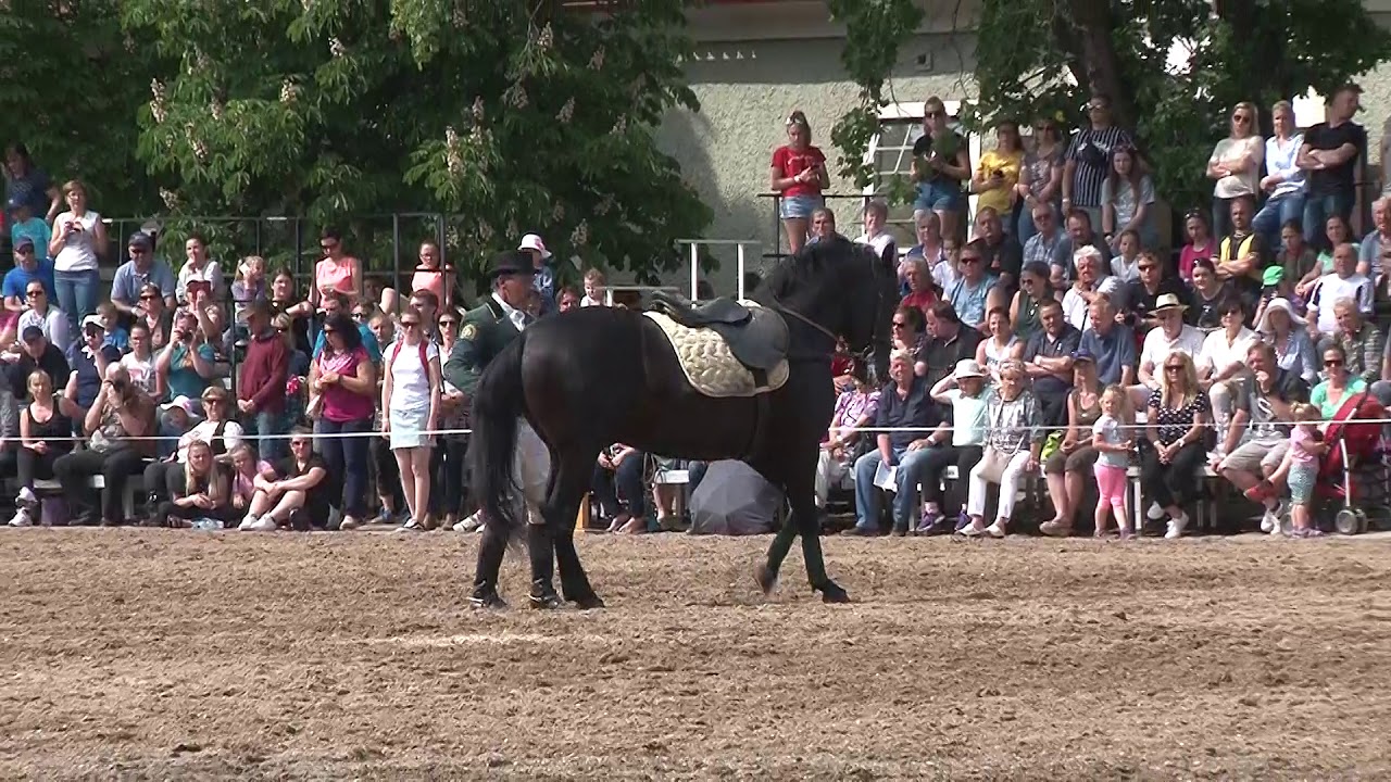 Kladruby nad Labem DKK 2019 - 10. Topolčianská škola