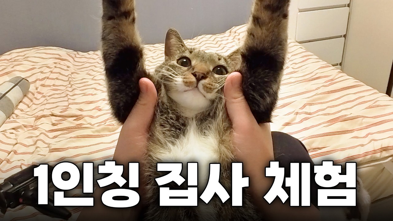 고양이 키우고 싶다면 꼭 보세요...