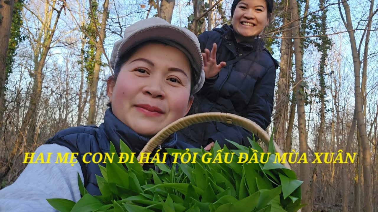 HAI MẸ CON ĐI HÁI TỎI GẤU ĐẦU MÙA XUÂN ( BÄRLAUCH ) Ở ĐỨC / TỎI GẤU MỌC XANH PHỦ KÍNH CẢ KHU RỪNG