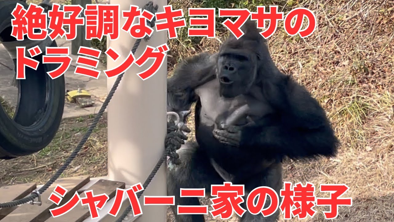 キヨマサはノリノリでドラミング連発！東山動物園
