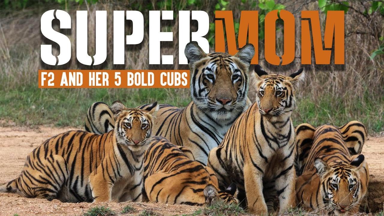 VIRAL F2 Tigress and Her 5 Cubs I Leopard & X-Mark's Cubs I Full Day Safari at Umred