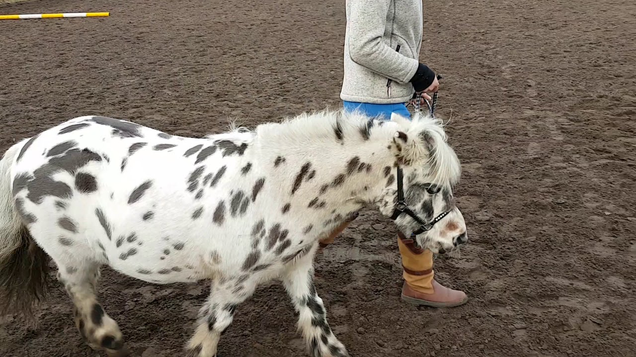 Equimind - Bodenarbeit Schritt - Trab mit Stangen / Marcos Online Turnier