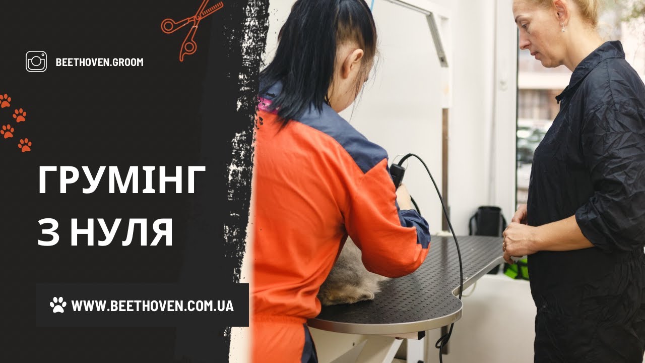 Груминг с нуля: обучение на семидневном курсе от BEETHOVEN