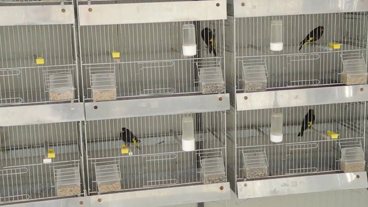 Negriti della Bolivia 2018 - Carduelis atrata