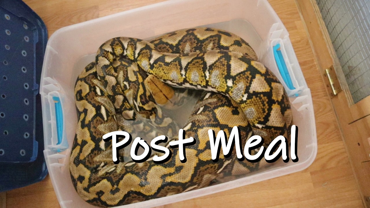 The Sulawesi Reticulated Python Post Meal